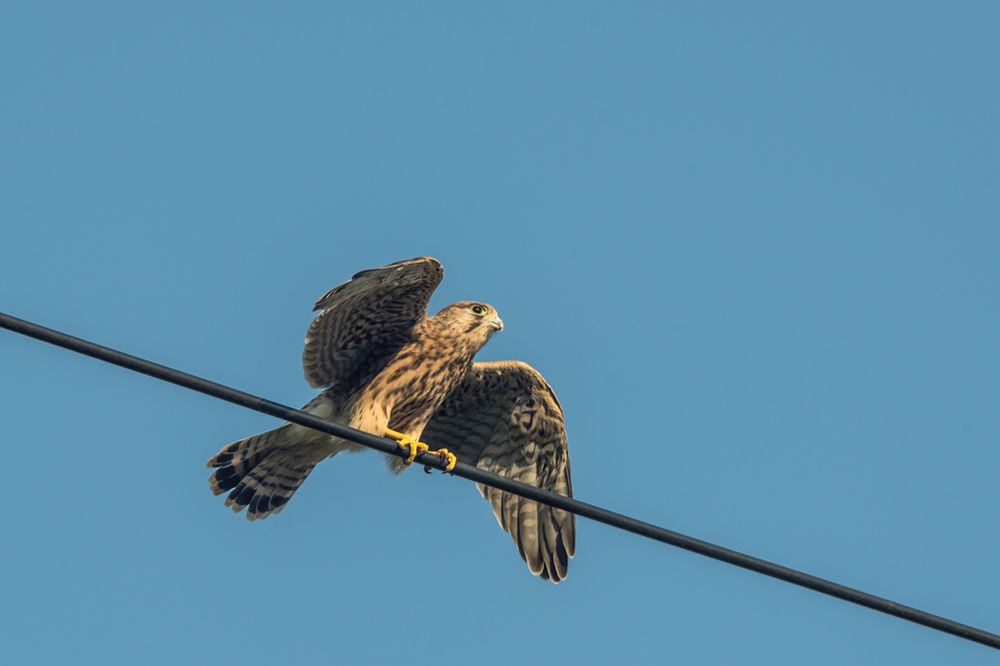 Сокол на взлете