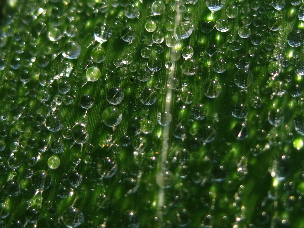 wall of drops
