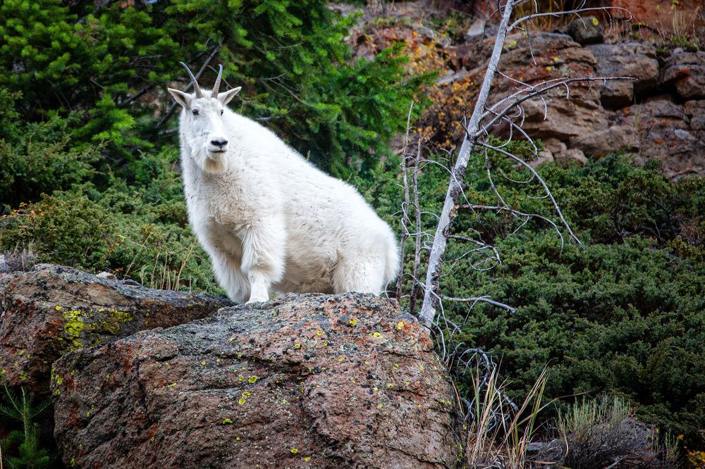 Mountain Goat