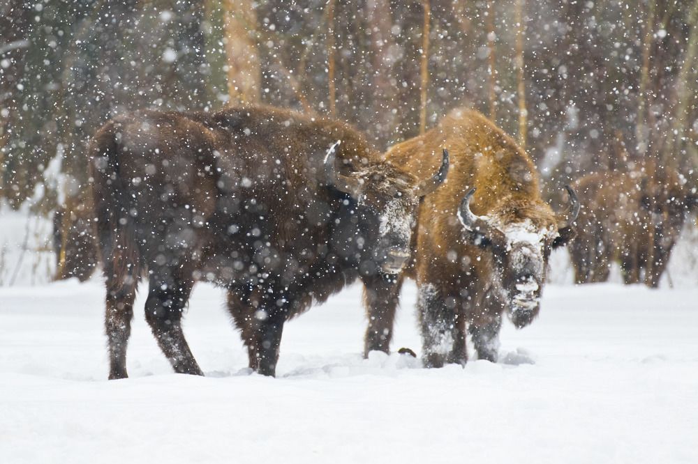Зубры в пургу/ Bison in snowstorm