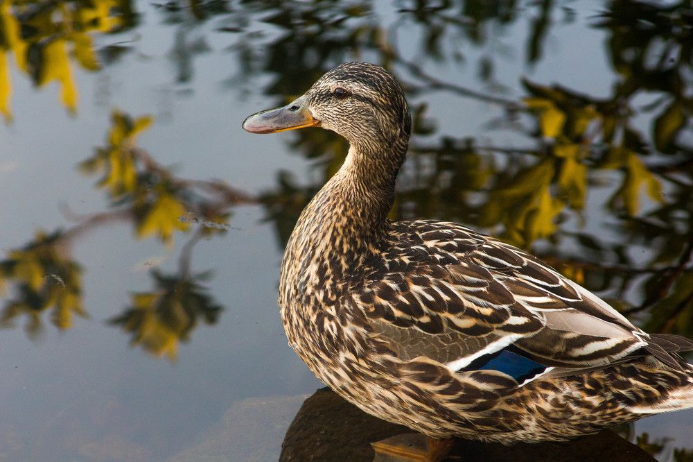 Photograph by Антон