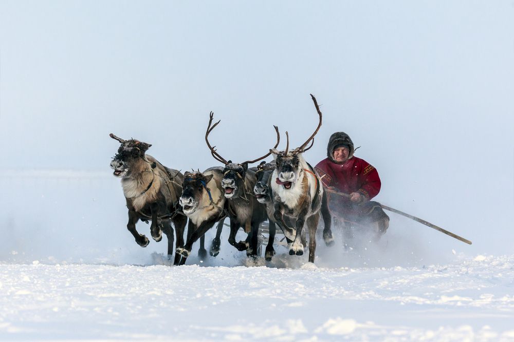 Races on reindeer sled in the Reindeer Herder's Day on Yamal