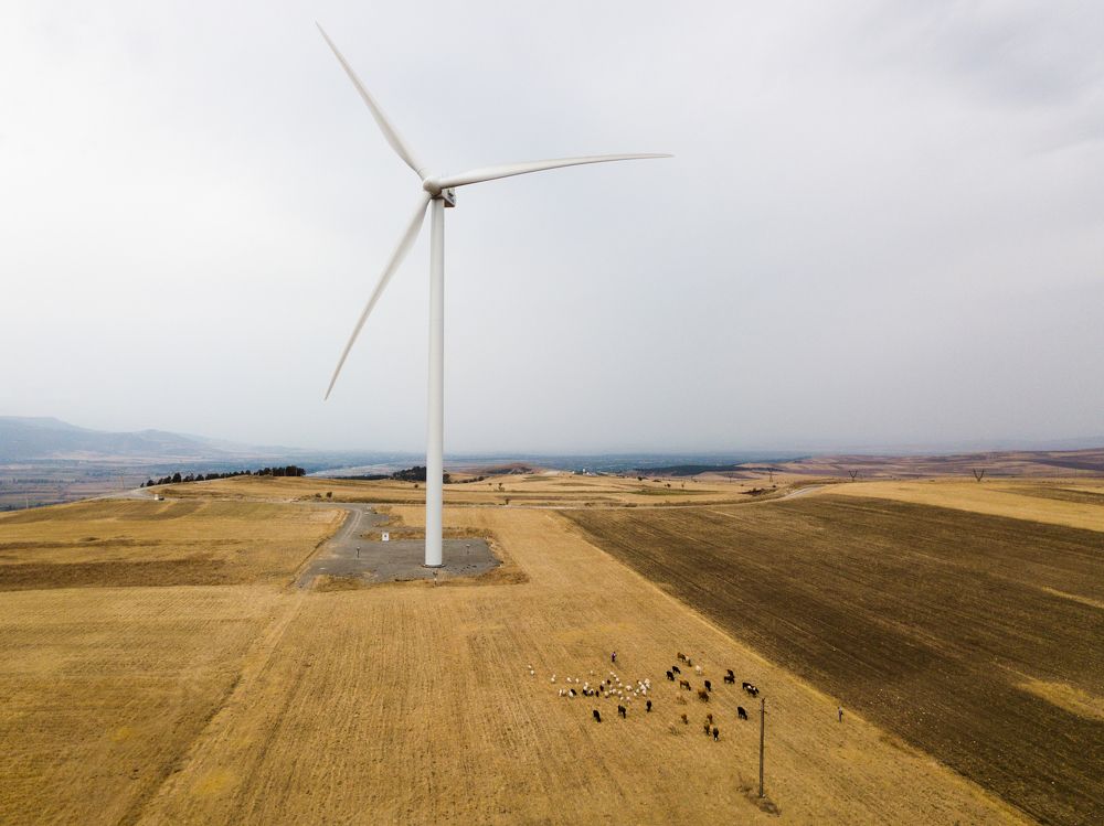Современное пастбище