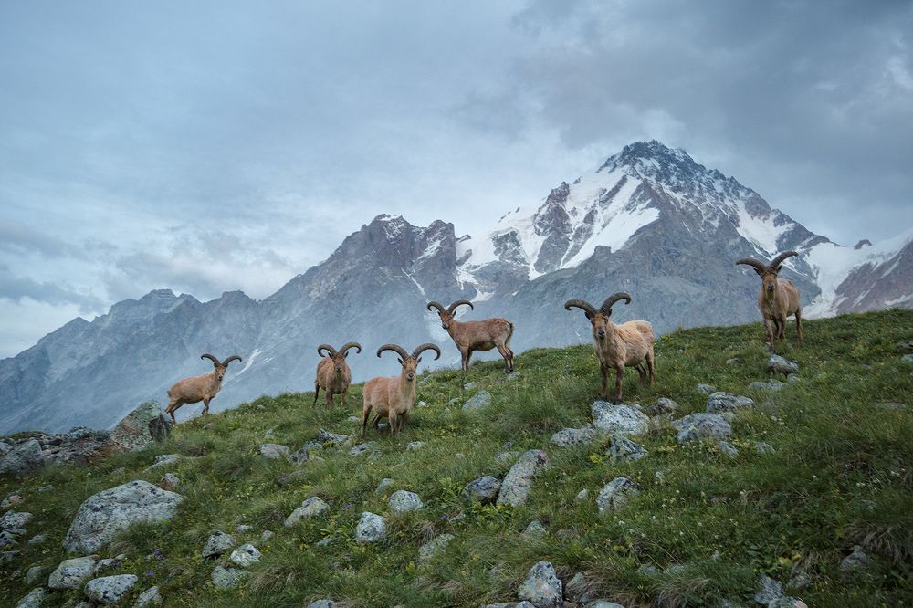 Жители высокогорья