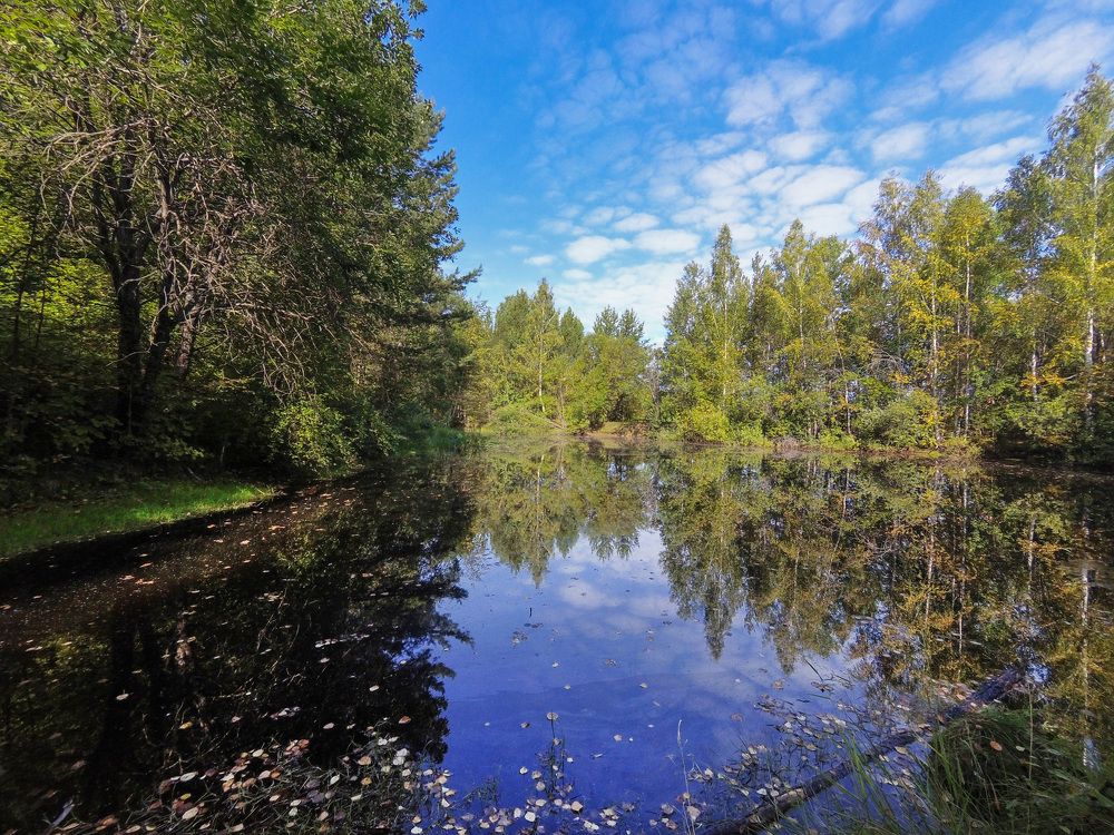 The forest lake