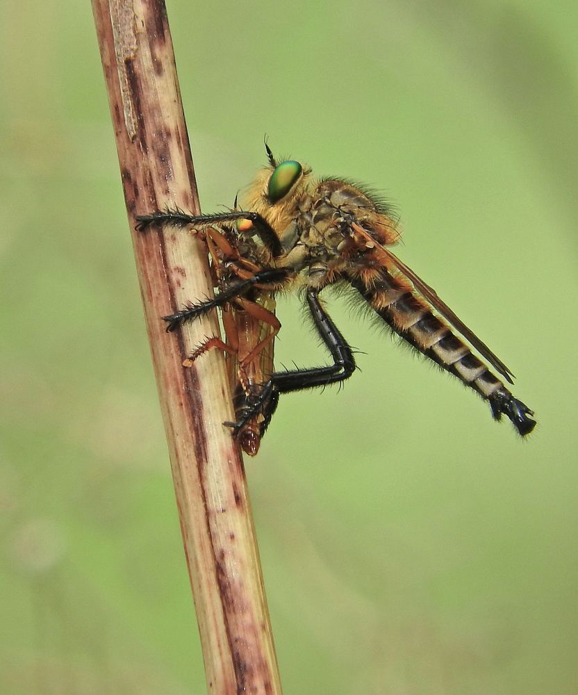 Robberfly Cannibalism