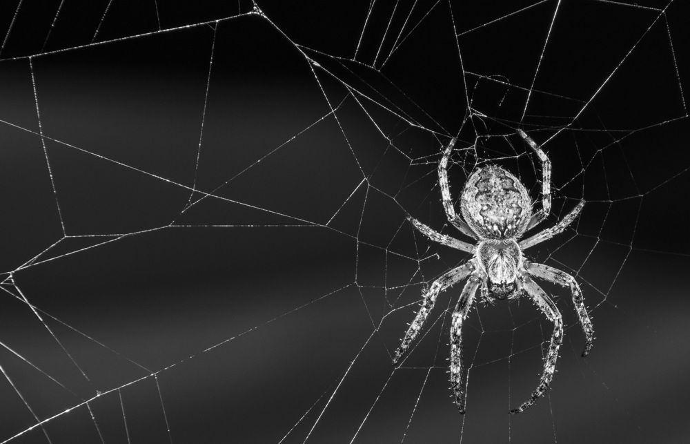 Spider