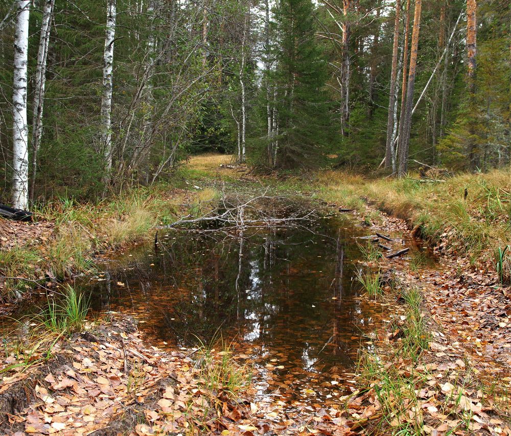 Лесная дорога вдоль болота.