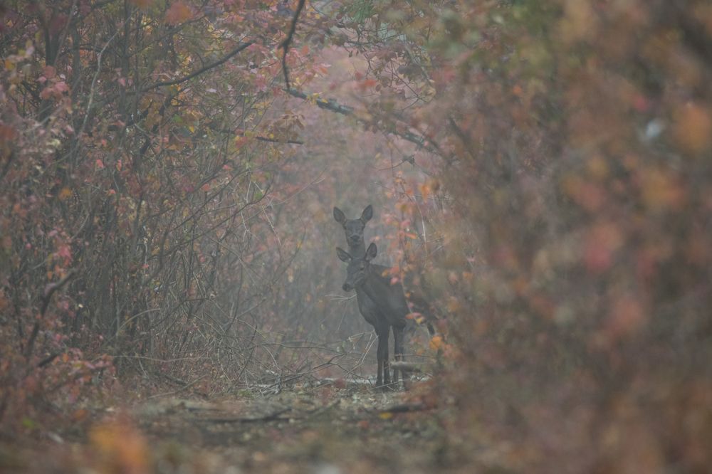 Туманное утро