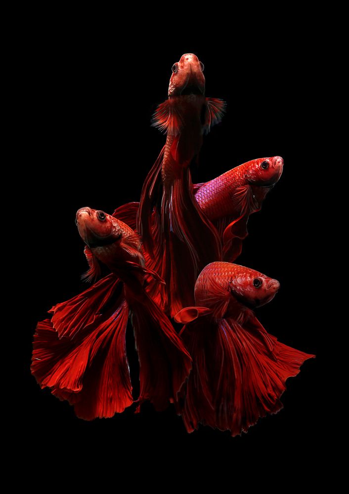 Beauty Of Betta