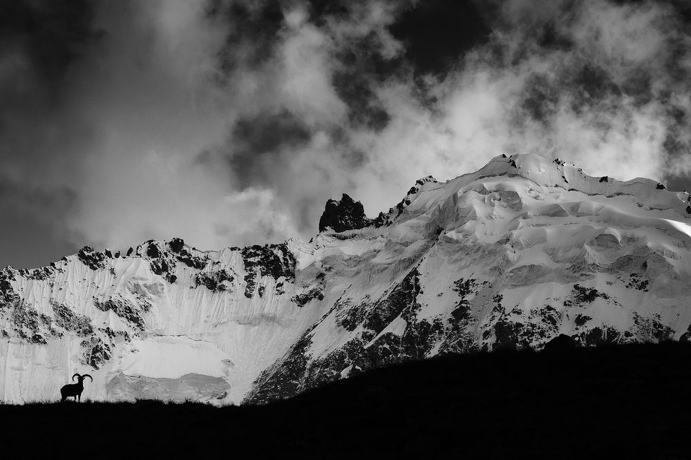 Хозяин Кавказа