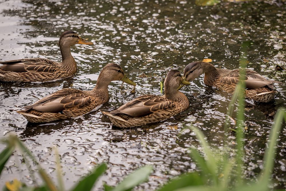 Семейство на прогулке
