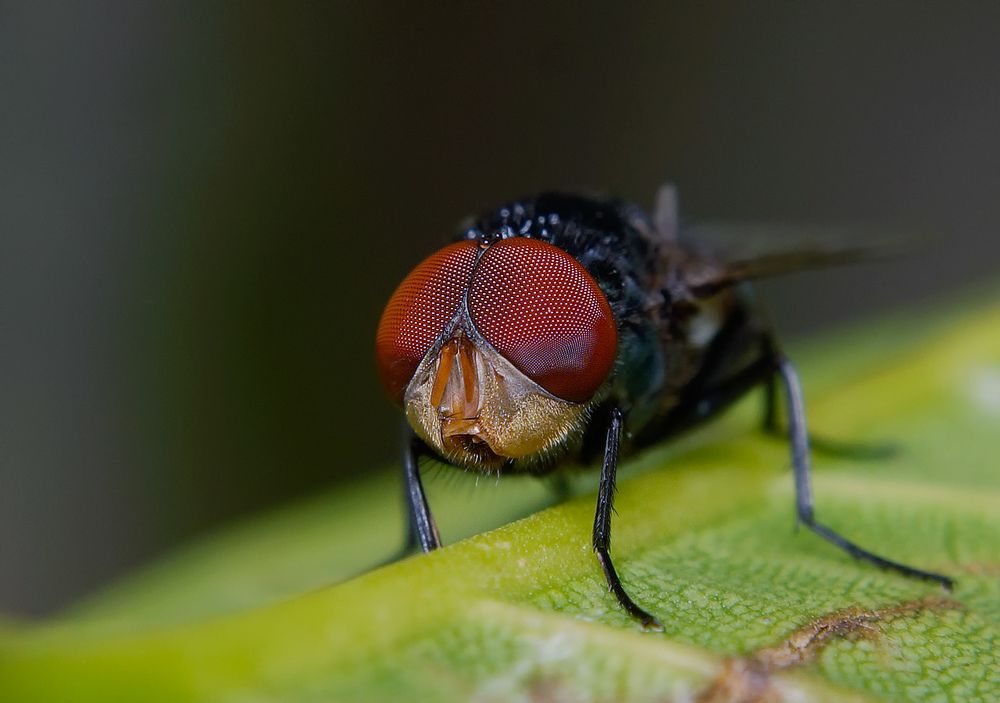 Muscid Fly