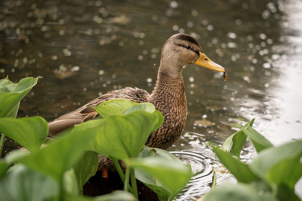 Фотомодель