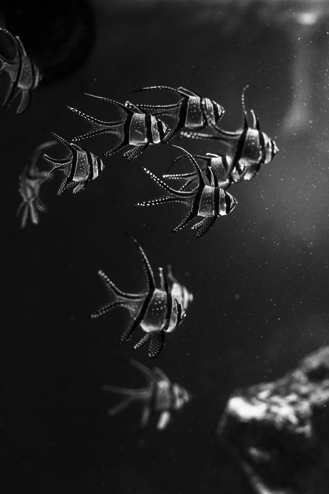 Photograph by Марьяна Соколюк