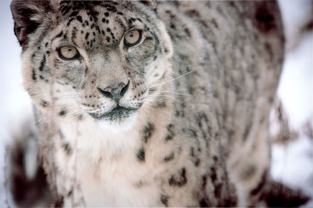 Снежный барс