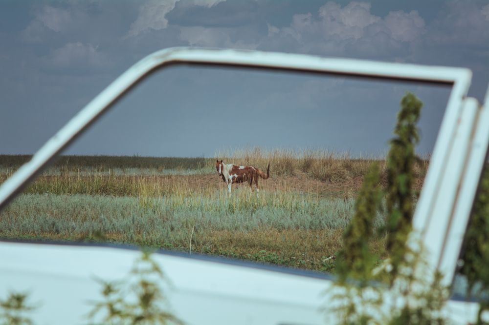 Одинокий конь