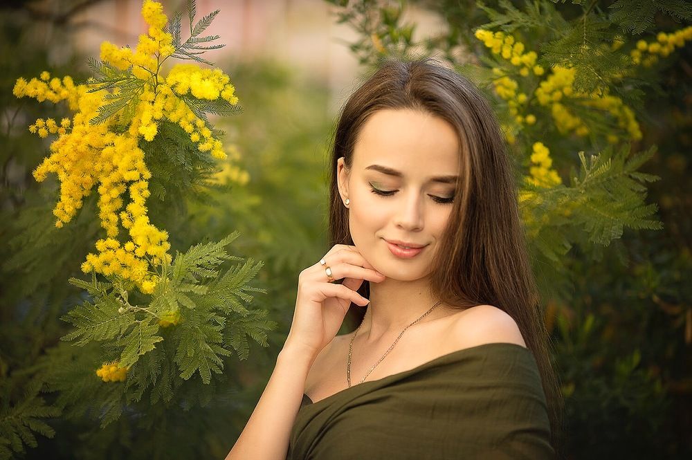 Мимоза в цвету