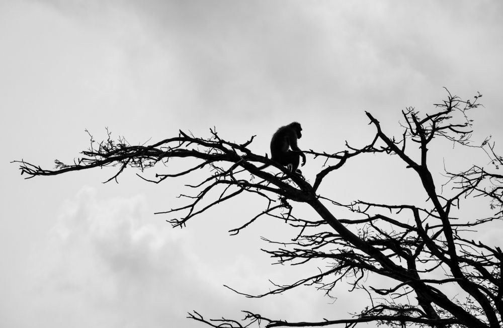 monkey in a tree