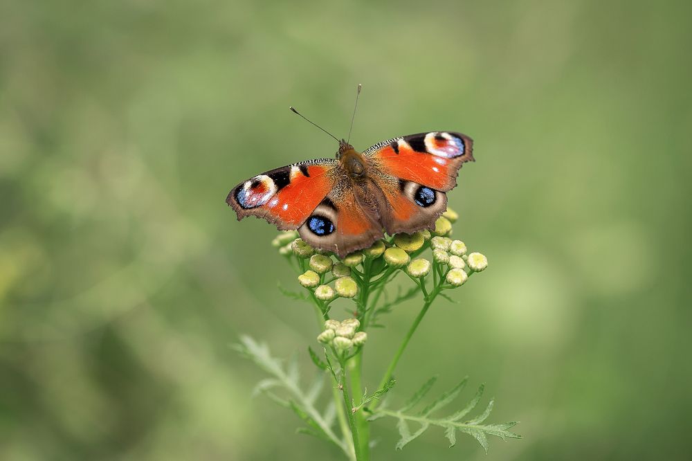 Крылатые феи