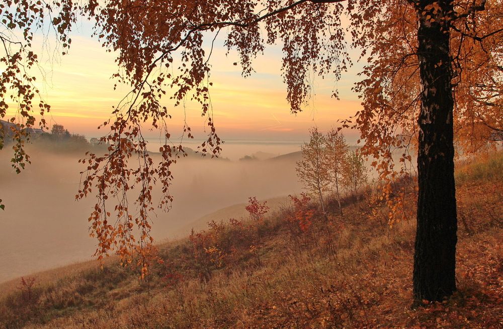 Осеннее утро в березовой роще