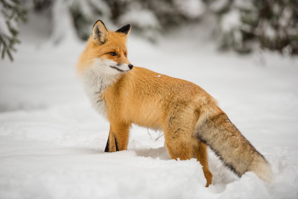 Таганайская красавица