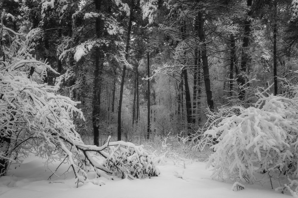 Фотография автора Мартыненко Дмитрий