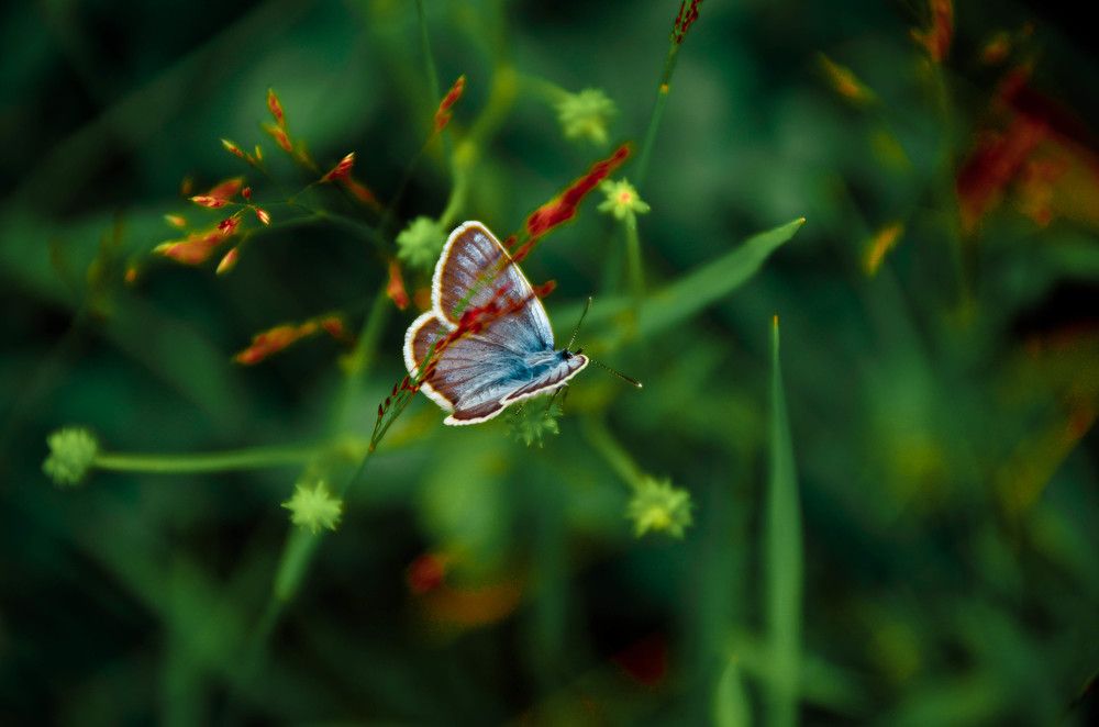 Голубая бабочка