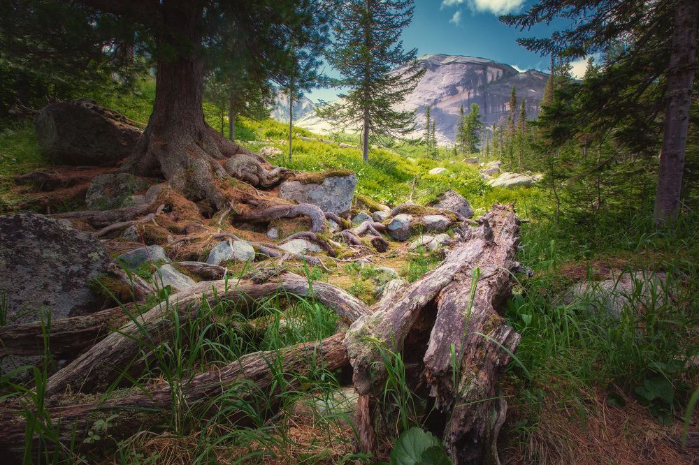 Сказочный лес