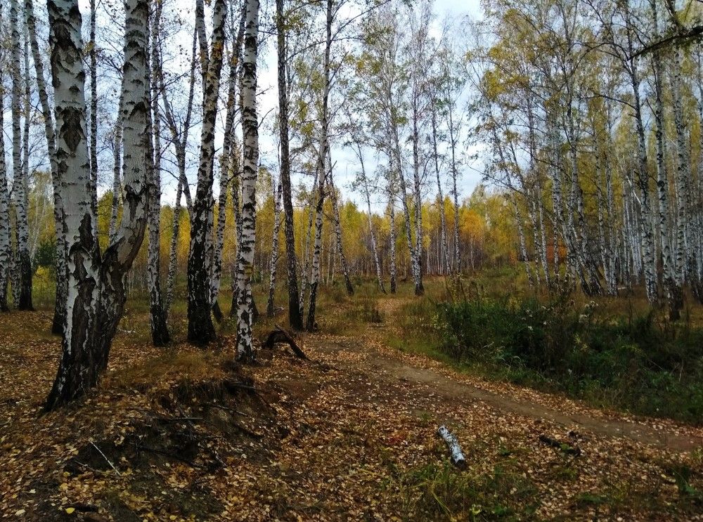 Осенний лес