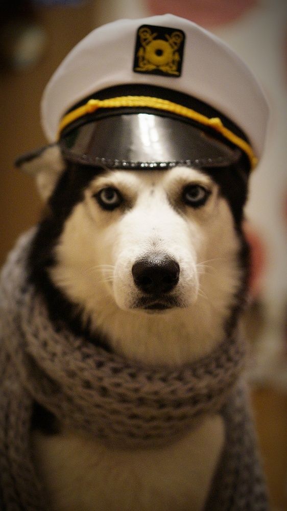 Остап Бендер