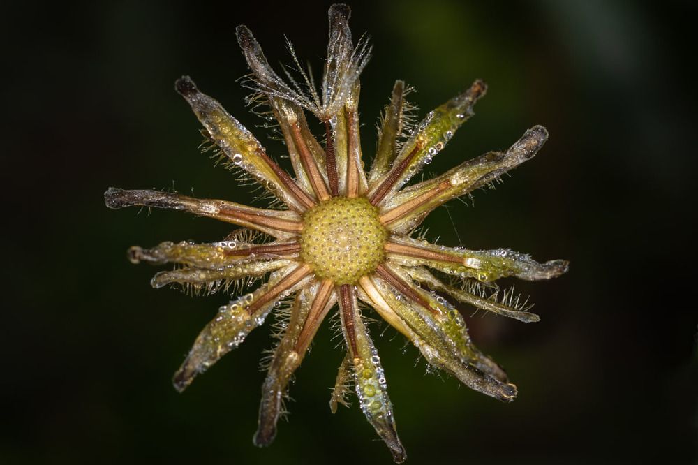 хрустальный цветок