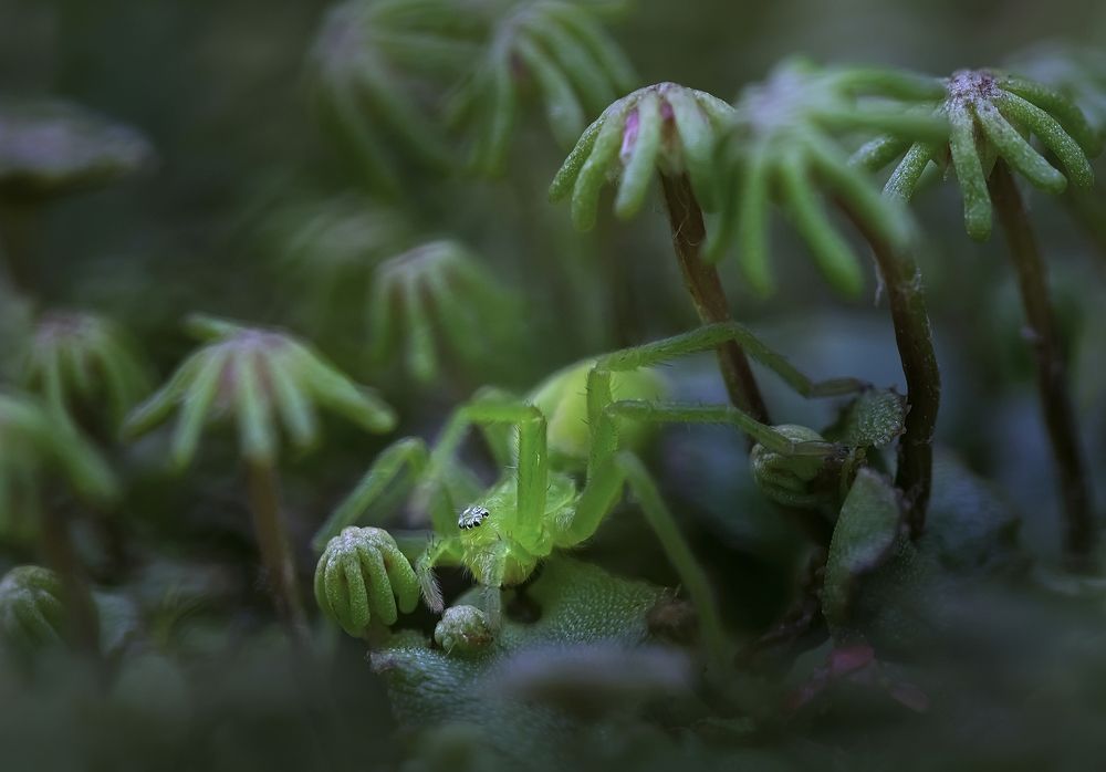 Хозяин пальмовой рощи