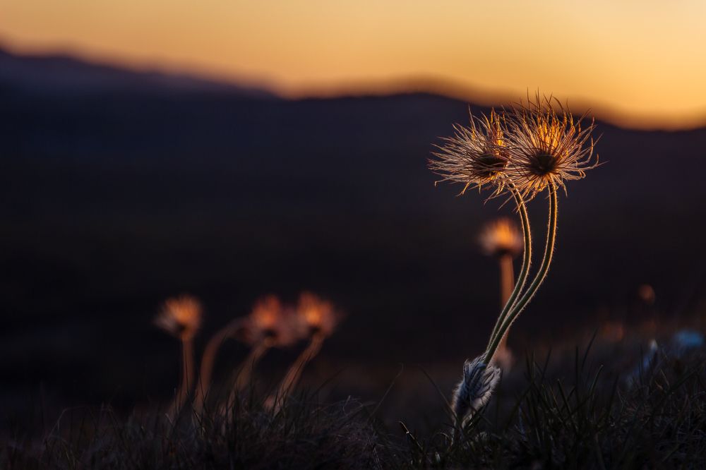 Рассвет (sunrise)