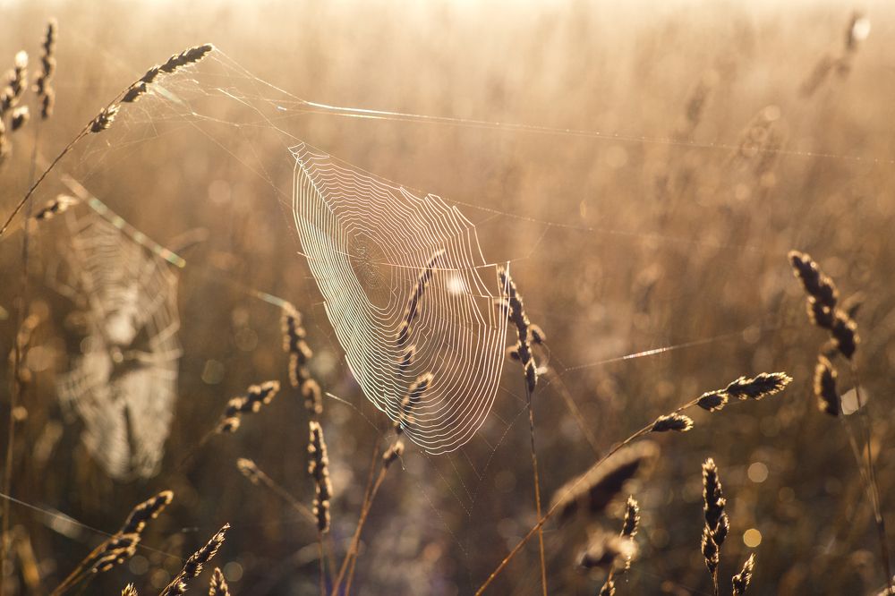 Photograph by Сергей Синелобов