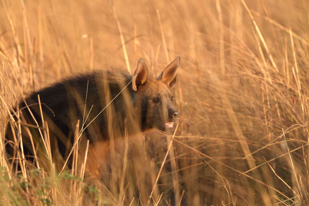 Strandwolf in the grass
