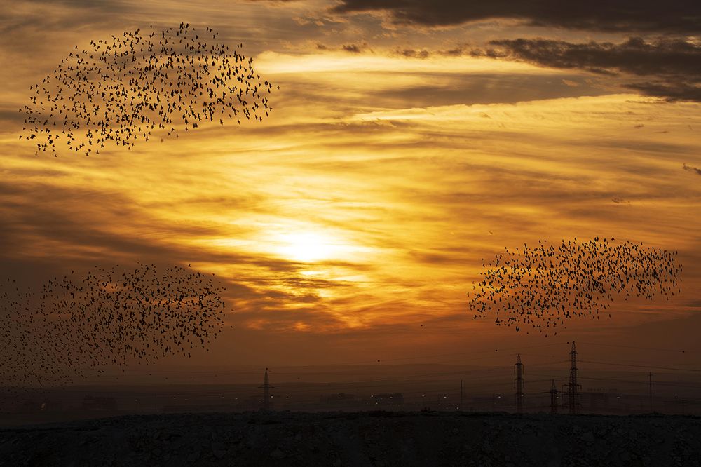 дрозды прилетели