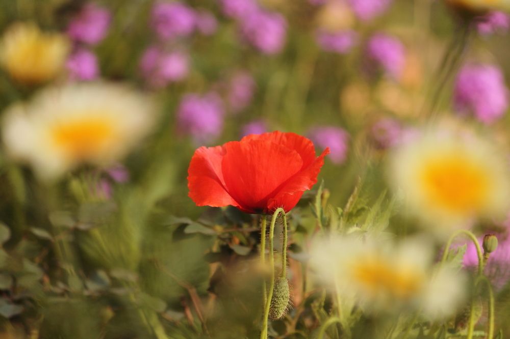 Photograph by REETIKA