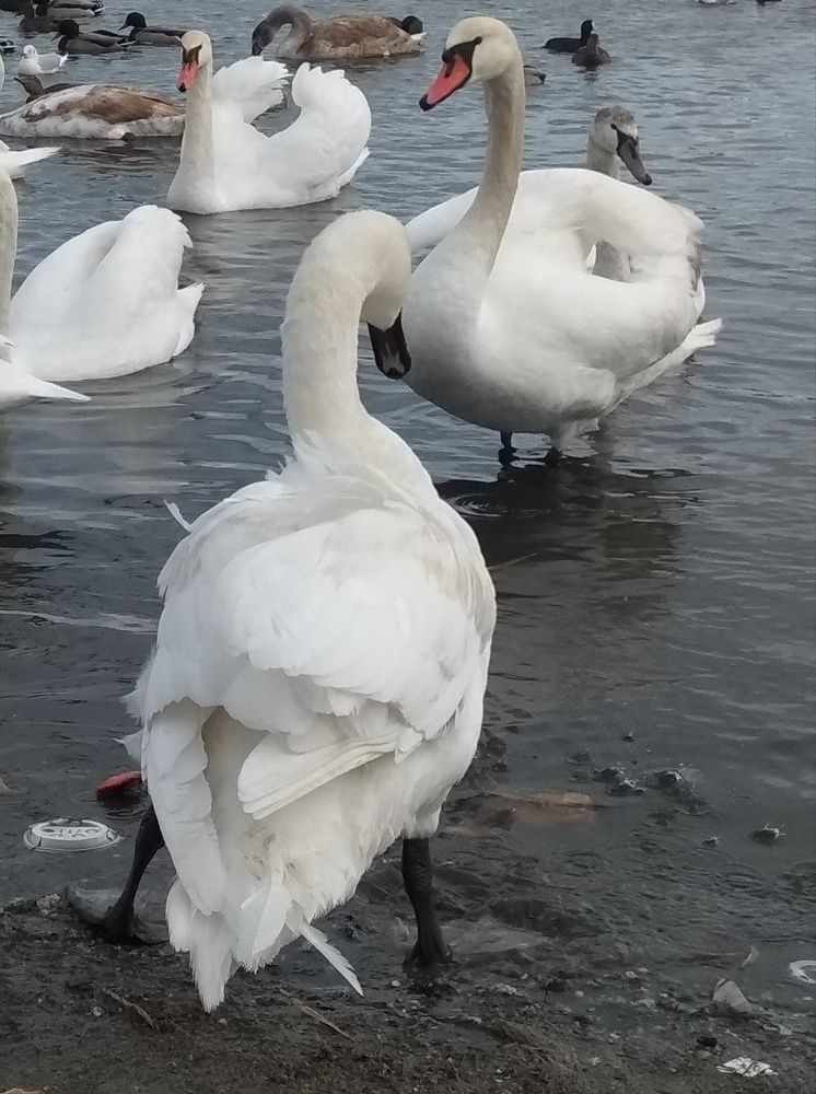 Сейчас укушу)