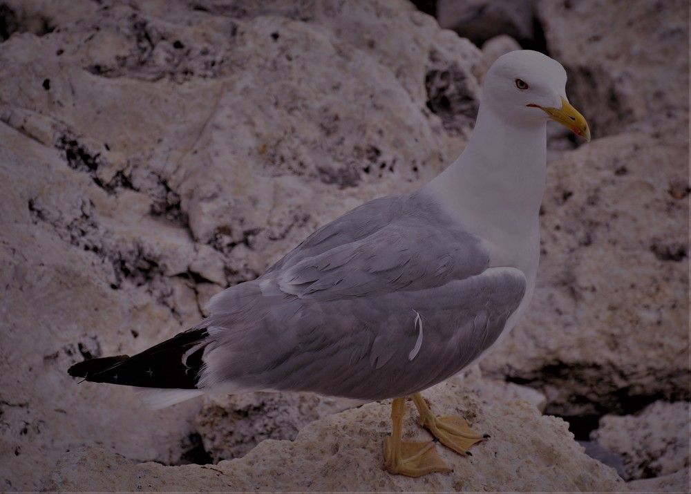 Photograph by Naim Iseni