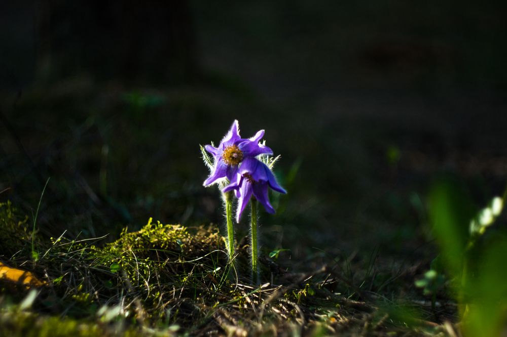 Весеннее пробуждение