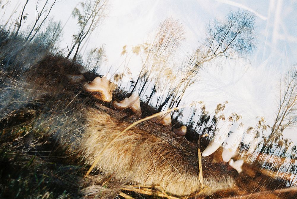 Горизонт событий