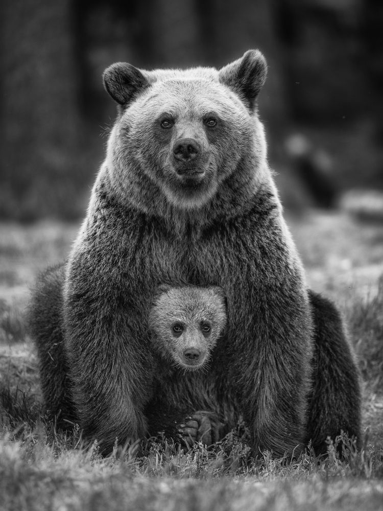 Family portrait in the forest interior mono