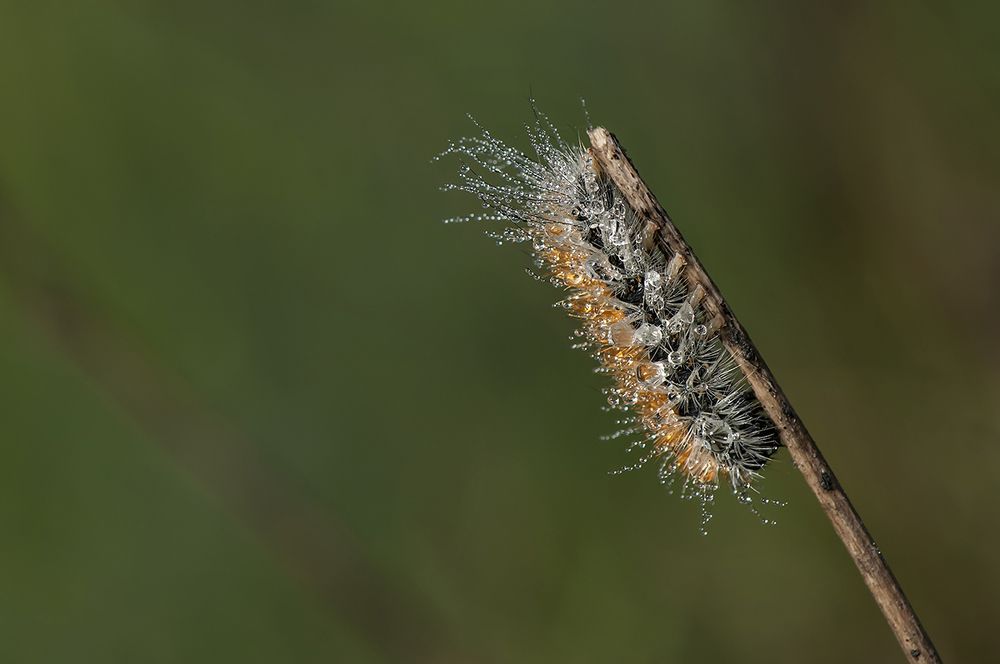 гусеница" Swarovski "