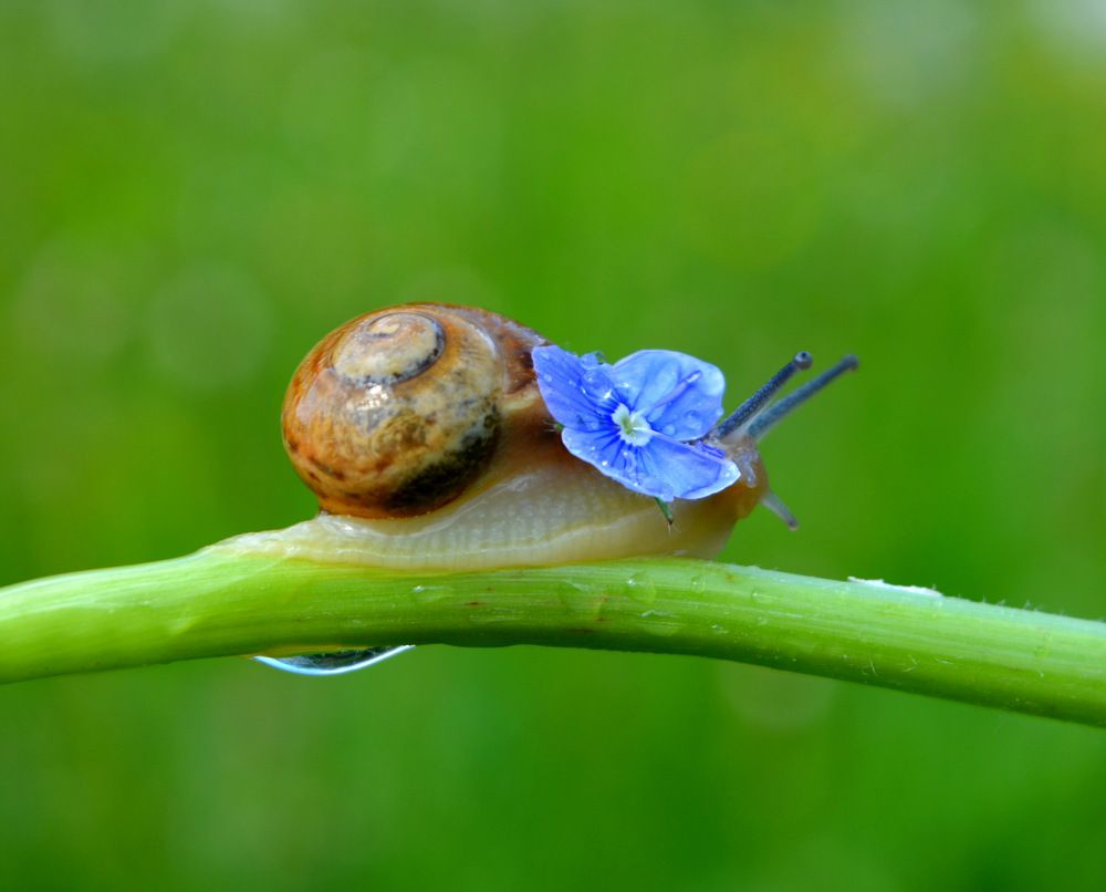 Маленькая улитка с голубым цветком после дождя