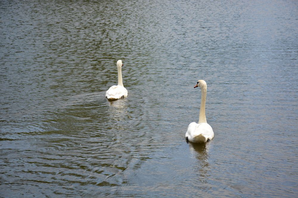 Photograph by Naim Iseni