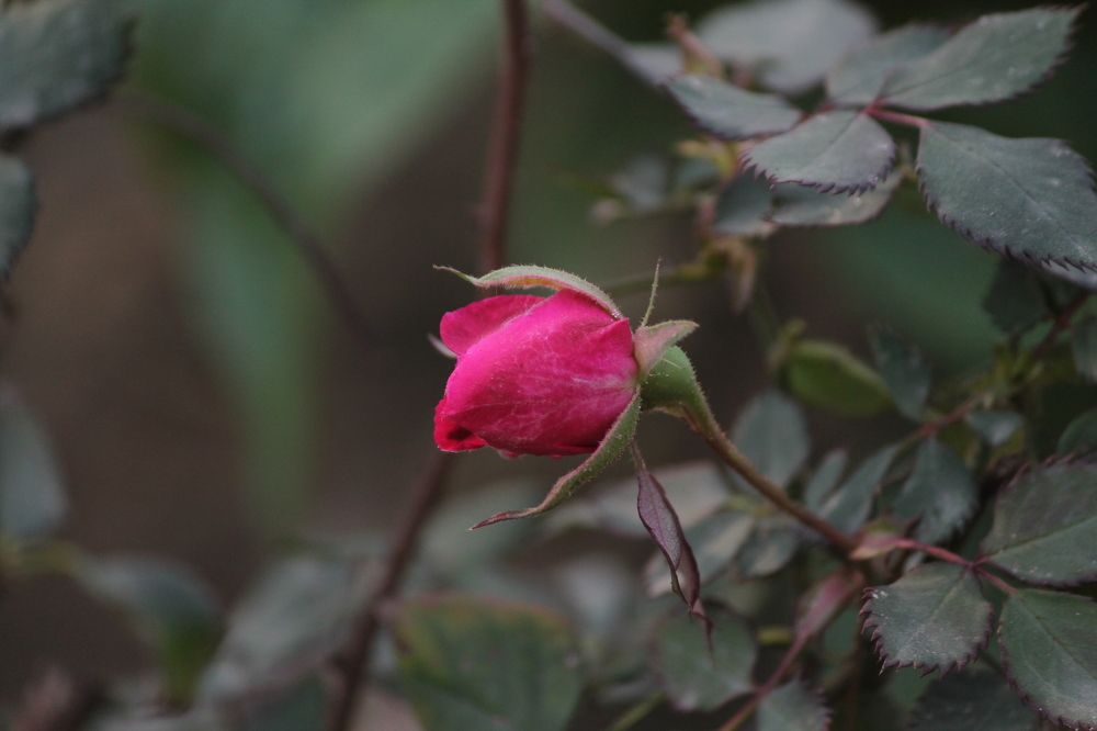 cute rose bud