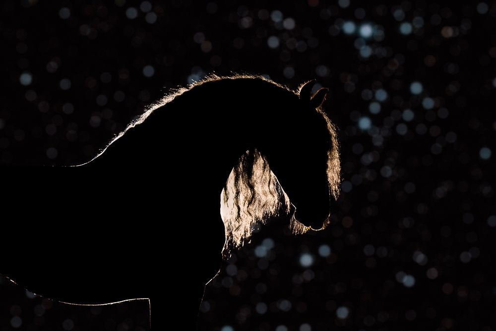 Силуэт ночи