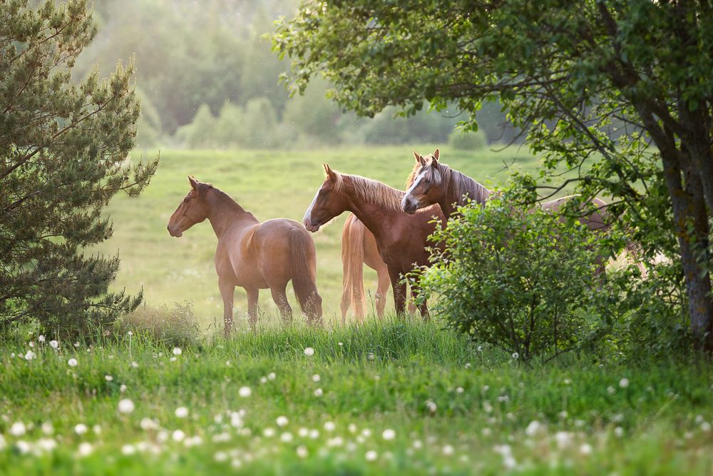 На закате солнце