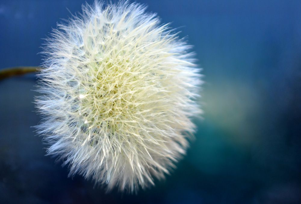 Цветок одуванчика